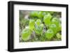 Seedling cone plants, approx two months after sowing-Chris Mattison-Framed Photographic Print