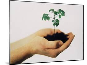 Seedling-Cristina-Mounted Photographic Print