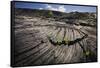 Seedlings Sprouting in Lava Field-Jon Hicks-Framed Stretched Canvas