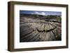 Seedlings Sprouting in Lava Field-Jon Hicks-Framed Photographic Print