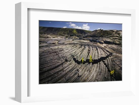 Seedlings Sprouting in Lava Field-Jon Hicks-Framed Photographic Print