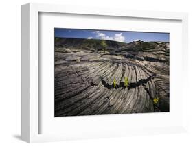 Seedlings Sprouting in Lava Field-Jon Hicks-Framed Photographic Print