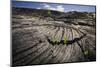 Seedlings Sprouting in Lava Field-Jon Hicks-Mounted Photographic Print