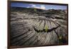 Seedlings Sprouting in Lava Field-Jon Hicks-Framed Photographic Print