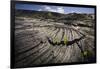 Seedlings Sprouting in Lava Field-Jon Hicks-Framed Photographic Print