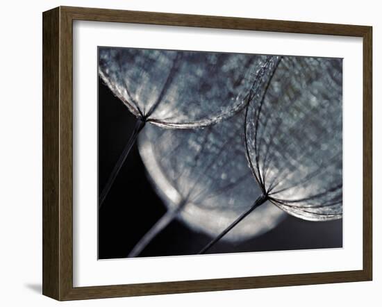 Seedlings-Ursula Abresch-Framed Photographic Print