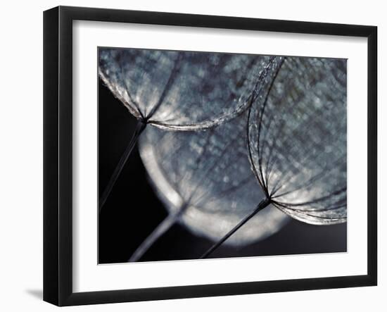 Seedlings-Ursula Abresch-Framed Photographic Print