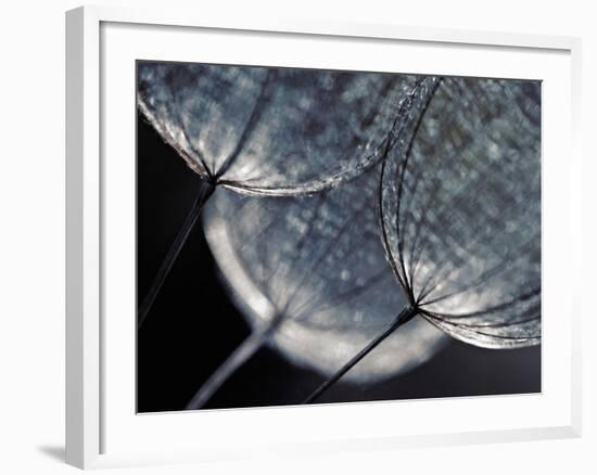 Seedlings-Ursula Abresch-Framed Photographic Print