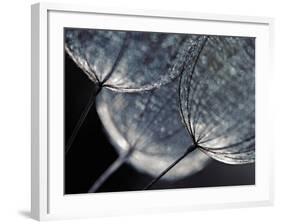 Seedlings-Ursula Abresch-Framed Photographic Print