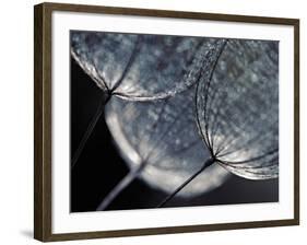 Seedlings-Ursula Abresch-Framed Photographic Print