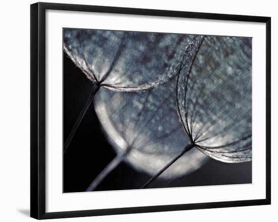 Seedlings-Ursula Abresch-Framed Photographic Print