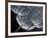 Seedlings-Ursula Abresch-Framed Photographic Print