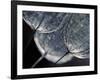 Seedlings-Ursula Abresch-Framed Photographic Print