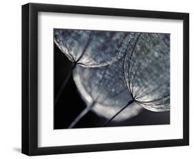 Seedlings-Ursula Abresch-Framed Photographic Print