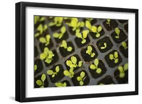 Seedlings-Karyn Millet-Framed Photographic Print