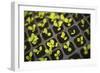 Seedlings-Karyn Millet-Framed Photographic Print