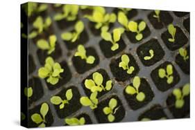 Seedlings-Karyn Millet-Stretched Canvas