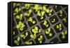 Seedlings-Karyn Millet-Framed Stretched Canvas