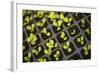 Seedlings-Karyn Millet-Framed Photographic Print