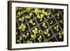 Seedlings-Karyn Millet-Framed Photographic Print