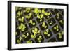 Seedlings-Karyn Millet-Framed Photographic Print