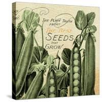 Seeds 1-null-Stretched Canvas