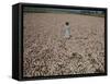 Seeds and Flowers-George Strock-Framed Stretched Canvas