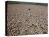 Seeds and Flowers-George Strock-Stretched Canvas