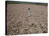 Seeds and Flowers-George Strock-Stretched Canvas