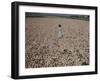 Seeds and Flowers-George Strock-Framed Photographic Print