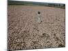 Seeds and Flowers-George Strock-Mounted Photographic Print