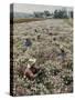 Seeds and Flowers-George Strock-Stretched Canvas