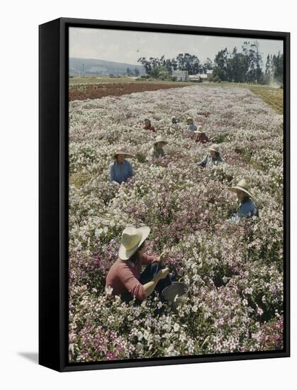 Seeds and Flowers-George Strock-Framed Stretched Canvas