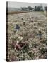 Seeds and Flowers-George Strock-Stretched Canvas