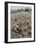 Seeds and Flowers-George Strock-Framed Photographic Print