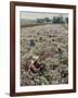 Seeds and Flowers-George Strock-Framed Photographic Print