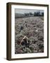 Seeds and Flowers-George Strock-Framed Photographic Print