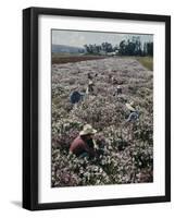 Seeds and Flowers-George Strock-Framed Photographic Print