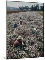 Seeds and Flowers-George Strock-Mounted Photographic Print