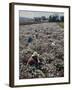 Seeds and Flowers-George Strock-Framed Photographic Print