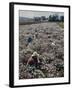 Seeds and Flowers-George Strock-Framed Photographic Print