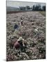 Seeds and Flowers-George Strock-Mounted Photographic Print