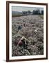 Seeds and Flowers-George Strock-Framed Photographic Print