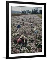 Seeds and Flowers-George Strock-Framed Photographic Print