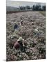 Seeds and Flowers-George Strock-Mounted Photographic Print