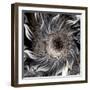 Seeds from the Sun-Mindy Sommers-Framed Giclee Print