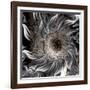 Seeds from the Sun-Mindy Sommers-Framed Giclee Print