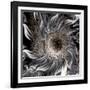 Seeds from the Sun-Mindy Sommers-Framed Giclee Print