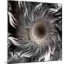 Seeds from the Sun-Mindy Sommers-Mounted Giclee Print