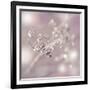 Seeds Of Life-Viviane Fedieu Daniel-Framed Photographic Print